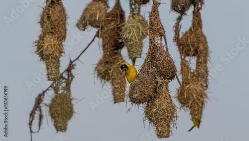 Closeup shot of a Ploceus weaver making a nest surrounded by nests on a gray sky background photo