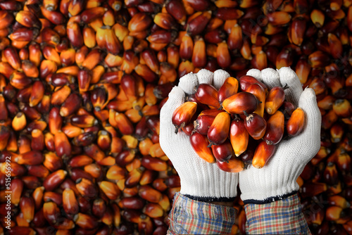 Valokuva Top view of Palm oil nuts in hand with palm oil nuts background.