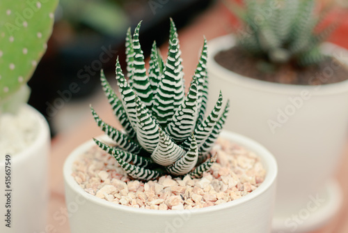 Cute zebra plant or Haworthia fasciata in a small white pot 