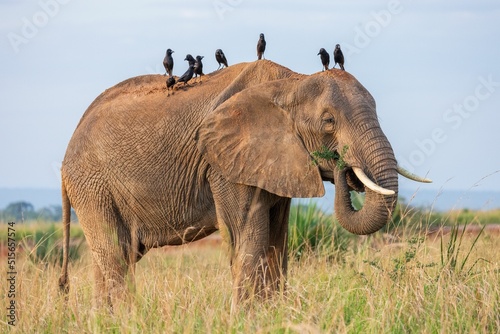 Cute elephant with birds on it in safari of Uganda, Africa