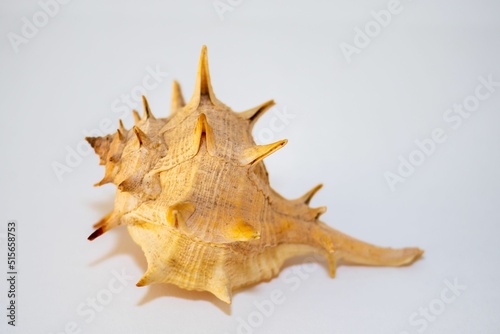 Sea snail spiny dye-murex, Murex brandaris, Bolinus brandaris with white background photo