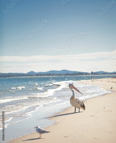 Fotografie, Obraz Pelican and seagulls on the sandy beach with the ocean foaming waves in Nelsons