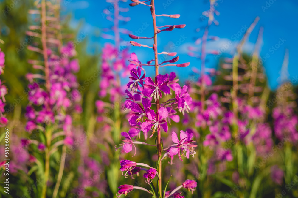 Naklejka premium Fireweed or rosebay willowherb. Beautiful violet pink blossoming fireweed flowers during sunny summer day. Summer background.