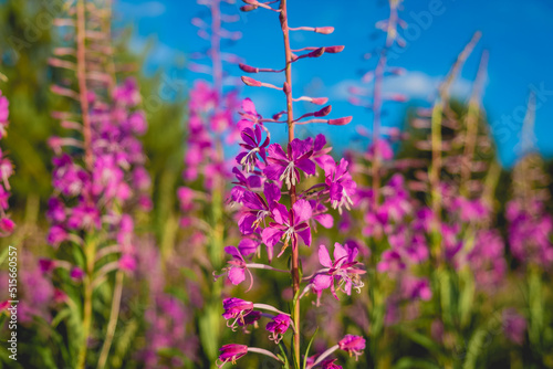 Fireweed or rosebay willowherb. Beautiful violet pink blossoming fireweed flowers during sunny summer day. Summer background.
