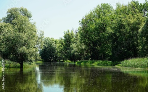 Beautiful shot of the river, trees, and foliage in Kopacki Rit Nature Park in Croatia photo