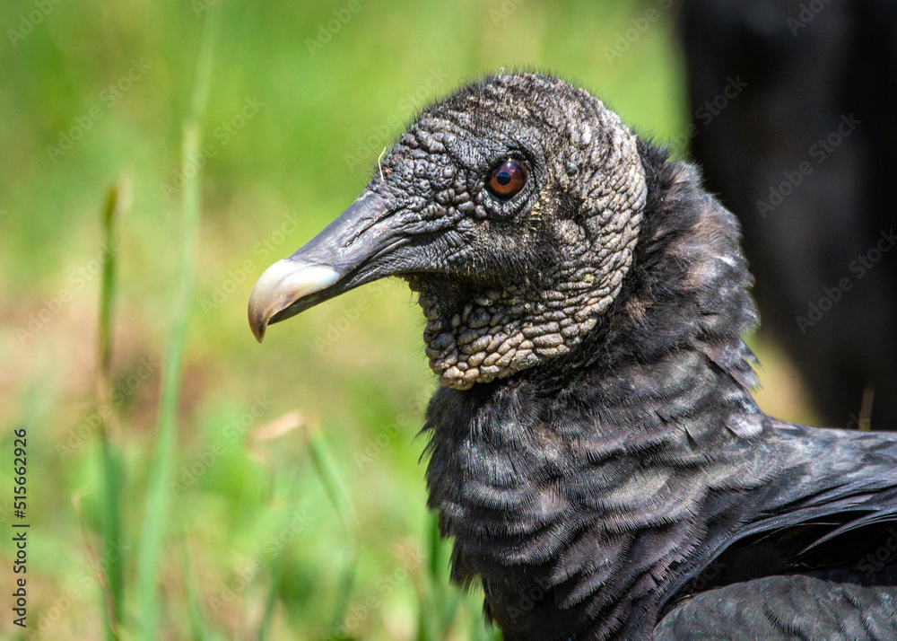 Black Vulture up close along the Shadow Creek Ranch Nature Trail in Pearland, Texas! Black Vulture up close along the Shadow Creek Ranch Nature Trail in Pearland, Texas!