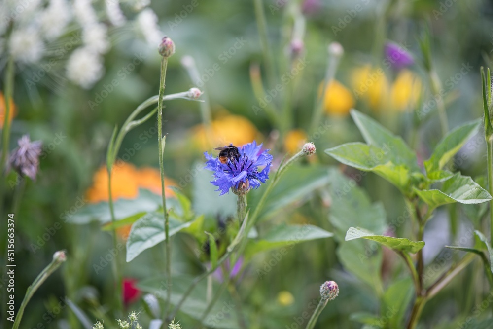 Beautiful annual flowers with bumblebee on our spring meadow. Focused on the center of the image. Beautiful annual flowers with bumblebee on our spring meadow. Focused on the center of the image.