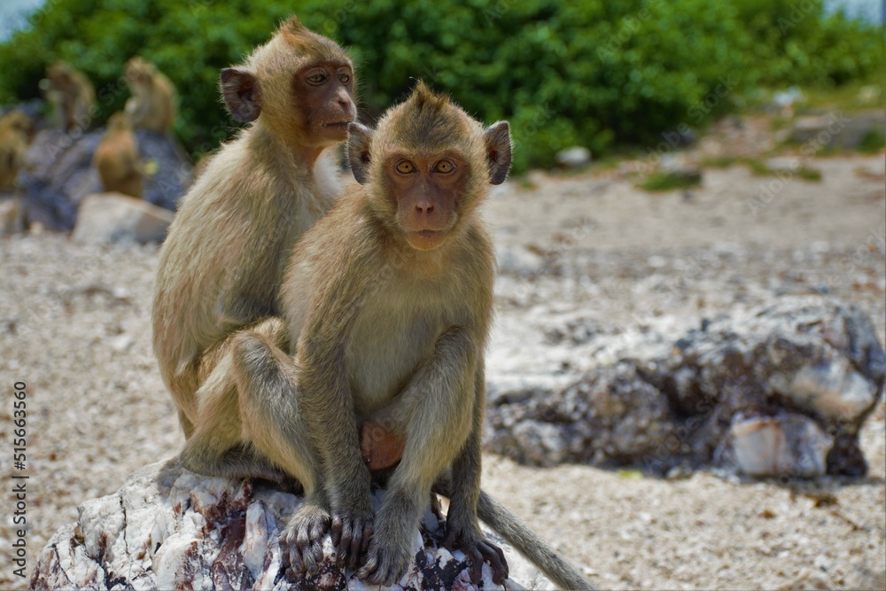 two macaques sit on a stone. Thailand, monkey island