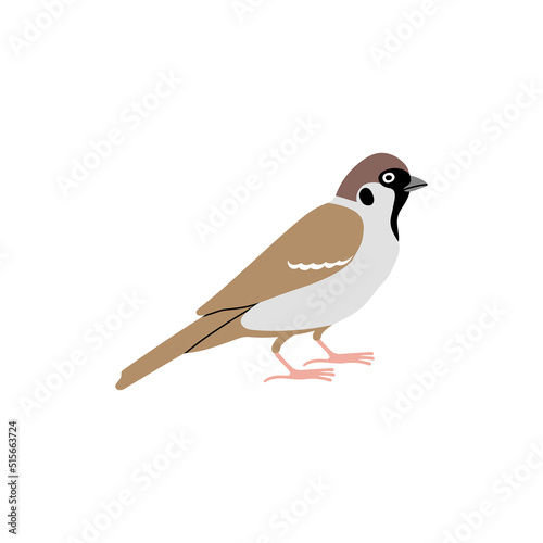 Sparrow city bird. Vector color hand drawn illustration isolated on white background. © Olga Miraniuk