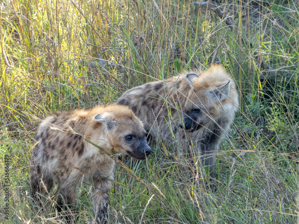 Hyena Pups in the Grass Hyena Pups in the Grass