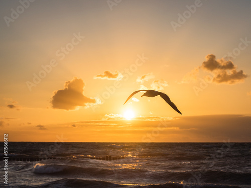  Seascape with flying seagulls
