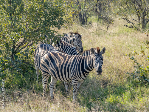 Three Zebras