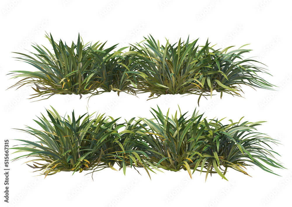Shrubs and plants with a white background Shrubs and plants with a white background