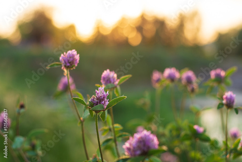 Beauty of the flovers during sunset