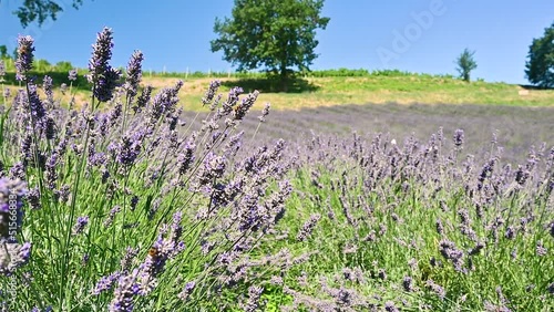 Lavender and insects on a sunny day against a blue sky and green trees