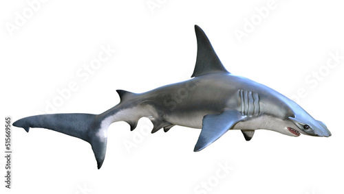 3D Rendering Hammerhead Shark on White photo