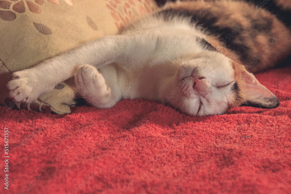 Close up of a sleeping calico cat in a comfy bed showing autumn mood and aesthetic Close up of a sleeping calico cat in a comfy bed showing autumn mood and aesthetic