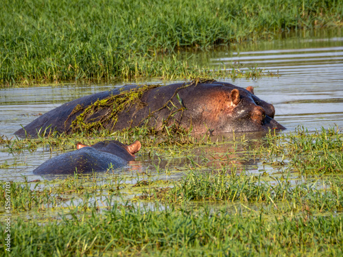 Adult and Young Hipp in the River