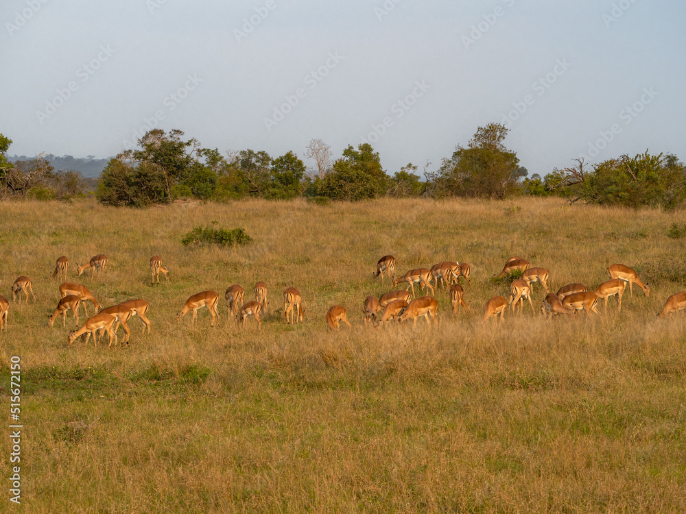 Impala in the Late Afternoon Grazing