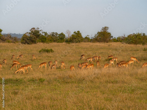 Impala in the Late Afternoon Grazing