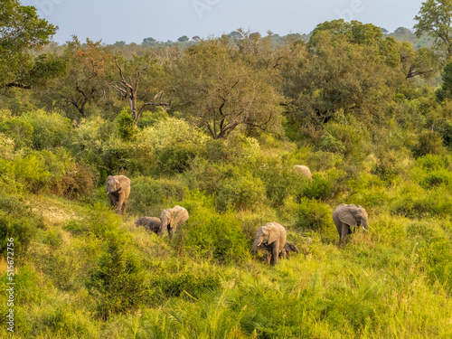 Grazing Elephants