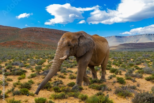 African bush elephant at the Aquila Game Reserve in South Africa