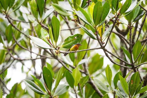 Ruby - cheeked Sunbird photo