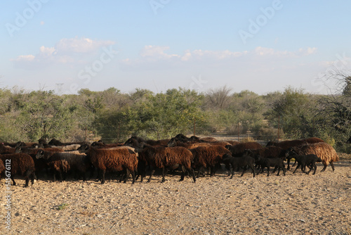 Karakul sheep on a farm near Brandvlei, South Africa