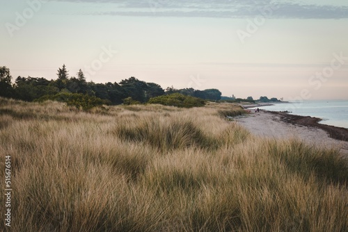 View of a field with dry yellow grass on the beach in Denmark