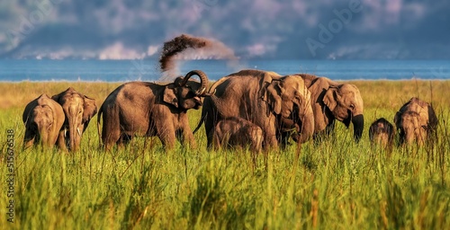 Konstfotografi Beautiful shot of a herd of Indian elephants walking in green grass at golden su