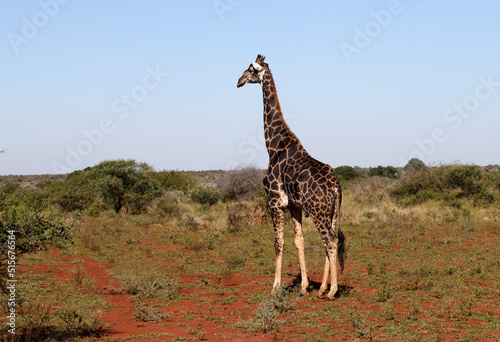 Kruger National Park  South Africa  very dark coloured giraffe male