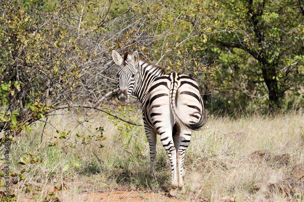 Fototapeta premium Kruger National Park, South Africa: Burchell's zebra