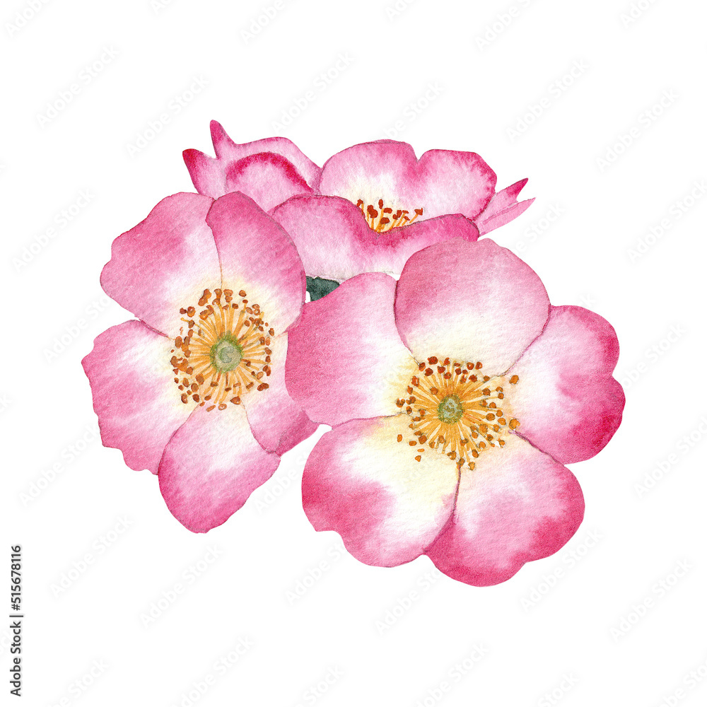 A bouquet of pink rosehip flowers. Watercolour. Medicinal plant. Isolated element on a white background.
