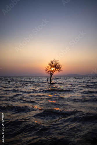 The sun goes across the lonely tree
