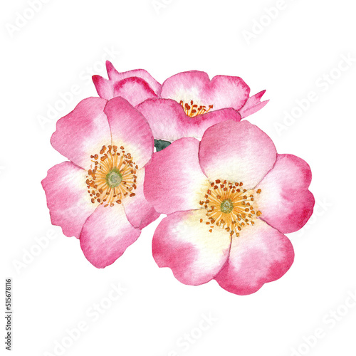 A bouquet of pink rosehip flowers. Watercolour. Medicinal plant. Isolated element on a white background.