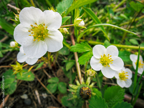 Wild Strawberry Flowers