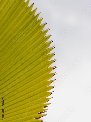 Vertical closeup of a green Livistona saribus leaf on a white background photo