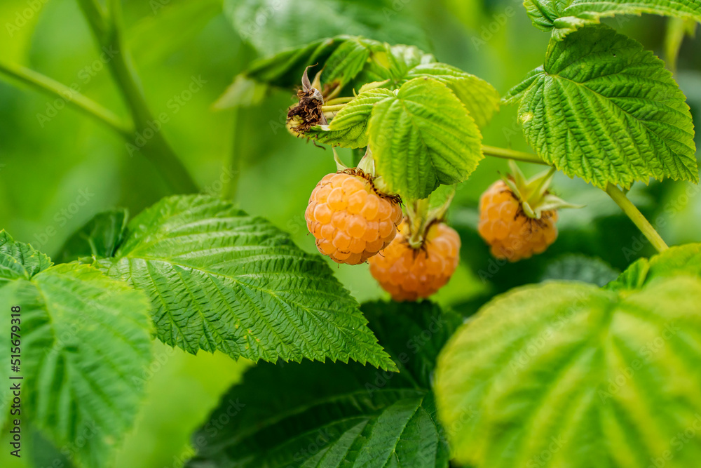 Fototapeta premium Zółta malina, malina, malina na krzewie, Yellow raspberry, raspberry, raspberry on the bush,