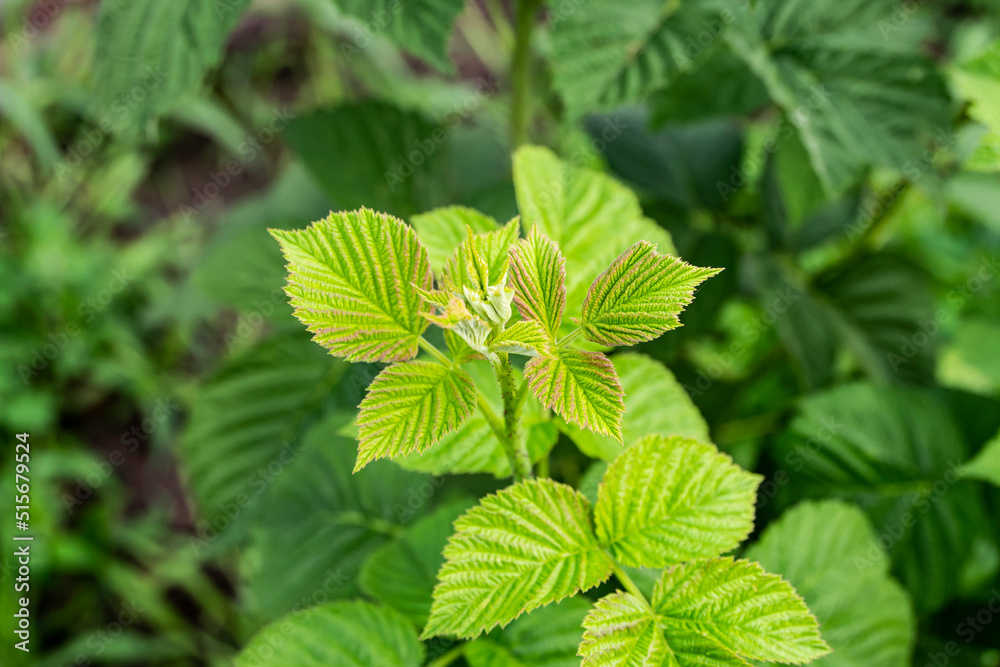 Zółta malina, malina, malina na krzewie, Yellow raspberry, raspberry, raspberry on the bush, Zółta malina, malina, malina na krzewie, Yellow raspberry, raspberry, raspberry on the bush,