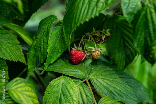 malina, malina na krzewie, raspberry, raspberry, raspberry on the bush, 