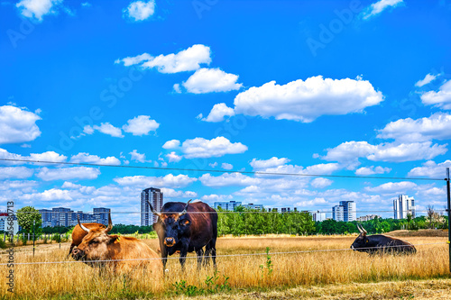 Cattle on a pasture with the skyscrapers of the suburb of Gropiusstadt in Berlin in the background.