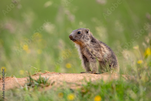 Marmotte (Marmota marmota) jeune marmotte en surveillance près de son terrier. Alpes. France photo