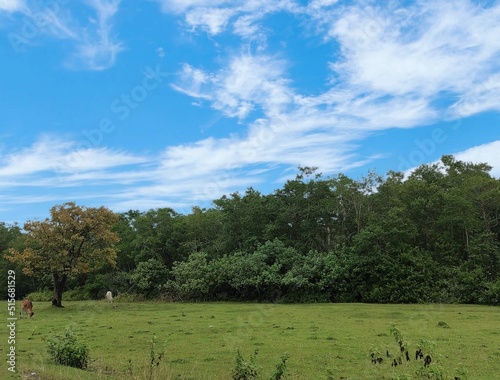 Green landscape with a woody area in the background, Kabupaten Tanah Laut, Indonesia photo