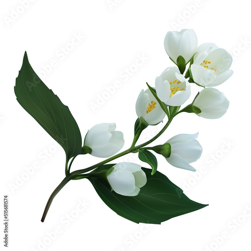 Blooming branch jasmine flowers. Vector illustration isolated on white