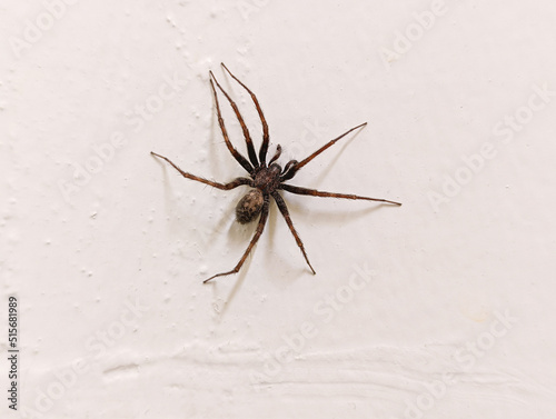 Creepy Large Spider