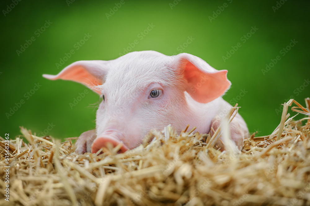 Pig in the hay and straw on green background. Pig in the hay and straw on green background.