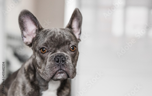 Portrait of Purebred French Bulldog © The Len