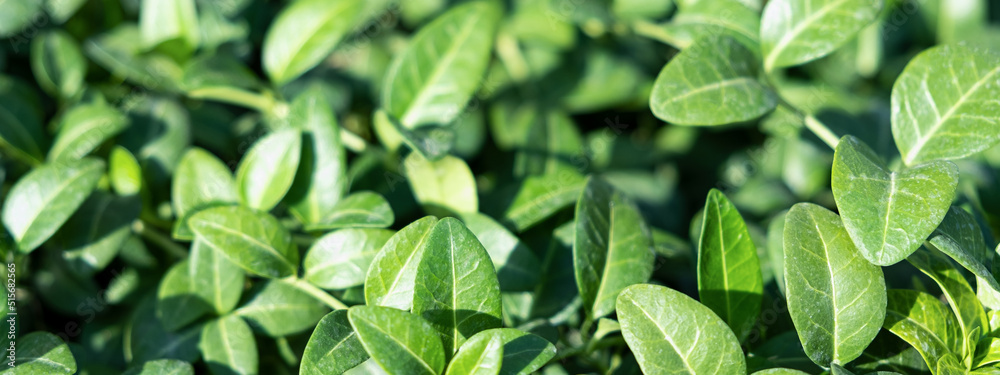 Full Frame Green plant periwinkle, leaves foliage nature background, top view. Fresh garden abstract foliage Full Frame Green plant periwinkle, leaves foliage nature background, top view. Fresh garden abstract foliage