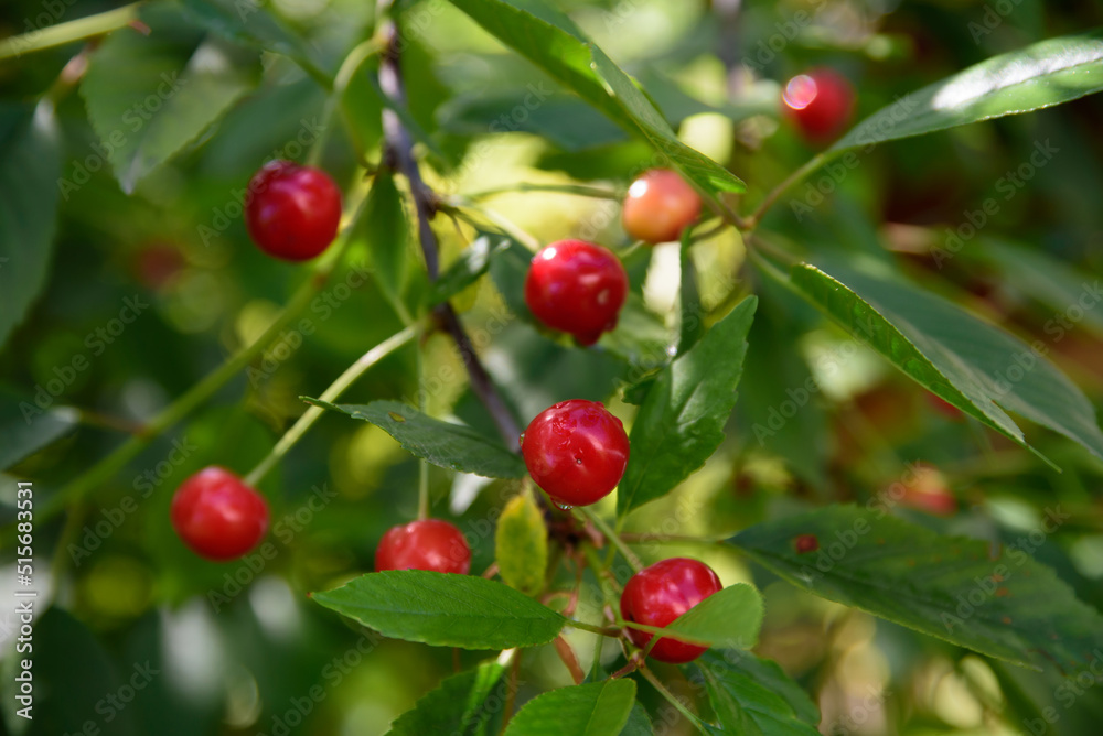 beautiful dark red cherries on a tree on a sunny summer day