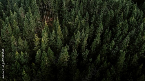 Aerial view of green pine trees on a mountain forest photo
